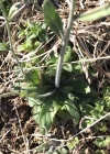 Einzelbild 7 Schotenkresse - Arabidopsis thaliana