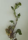 Einzelbild 5 Gemeine Winterkresse - Barbarea vulgaris
