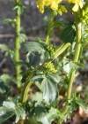 Einzelbild 8 Gemeine Winterkresse - Barbarea vulgaris