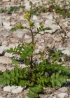 Einzelbild 6 Echte Sumpfkresse - Rorippa palustris