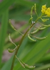 Einzelbild 7 Echte Sumpfkresse - Rorippa palustris