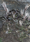 Einzelbild 4 Resedablättriges Schaumkraut - Cardamine resedifolia