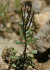 Einzelbild 6 Resedablättriges Schaumkraut - Cardamine resedifolia