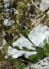 Einzelbild 8 Bläuliche Gänsekresse - Arabis caerulea