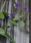 Einzelbild 5 Garten-Mondviole - Lunaria annua