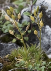 Einzelbild 5 Immergrünes Felsenblümchen - Draba aizoides