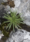 Einzelbild 6 Immergrünes Felsenblümchen - Draba aizoides