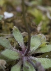 Einzelbild 5 Frühlings-Hungerblümchen - Erophila verna aggr.
