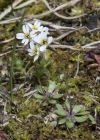 Einzelbild 6 Frühlings-Hungerblümchen - Erophila verna aggr.