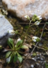 Einzelbild 8 Frühlings-Hungerblümchen - Erophila verna aggr.