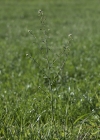 Einzelbild 5 Gemeines Hirtentäschel - Capsella bursa-pastoris