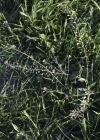 Einzelbild 6 Gemeines Hirtentäschel - Capsella bursa-pastoris