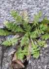 Einzelbild 7 Gemeines Hirtentäschel - Capsella bursa-pastoris