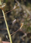 Einzelbild 8 Gemeines Hirtentäschel - Capsella bursa-pastoris