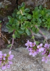 Einzelbild 6 Doldentraubiges Rundblättriges Täschelkraut - Thlaspi rotundifolium subsp. corymbosum