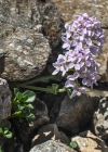 Einzelbild 7 Doldentraubiges Rundblättriges Täschelkraut - Thlaspi rotundifolium subsp. corymbosum