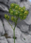 Einzelbild 8 Glattes Brillenschötchen - Biscutella laevigata