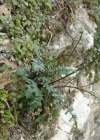 Einzelbild 7 Brunnenkressenblättrige Rampe - Erucastrum nasturtiifolium