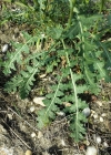 Einzelbild 8 Brunnenkressenblättrige Rampe - Erucastrum nasturtiifolium