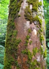 Einzelbild 5 Berg-Ahorn - Acer pseudoplatanus