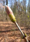 Einzelbild 7 Berg-Ahorn - Acer pseudoplatanus