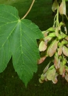Einzelbild 8 Berg-Ahorn - Acer pseudoplatanus