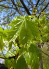 Einzelbild 5 Spitz-Ahorn - Acer platanoides