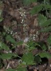 Einzelbild 7 Grosses Hexenkraut - Circaea lutetiana