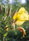 Einzelbild 5 Lamarcks Zweijährige Nachtkerze - Oenothera glazioviana