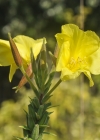 Einzelbild 7 Lamarcks Zweijährige Nachtkerze - Oenothera glazioviana