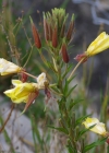Einzelbild 8 Lamarcks Zweijährige Nachtkerze - Oenothera glazioviana