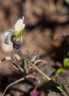 Einzelbild 5 Zwerg-Stiefmütterchen - Viola kitaibeliana