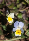 Einzelbild 6 Zwerg-Stiefmütterchen - Viola kitaibeliana