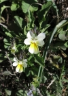Einzelbild 7 Zwerg-Stiefmütterchen - Viola kitaibeliana