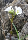 Einzelbild 6 Zwerg-Gänsekresse - Arabis bellidifolia