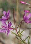 Einzelbild 7 Rosmarin-Weidenröschen - Epilobium dodonaei