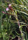 Einzelbild 5 Kleinblütiges Weidenröschen - Epilobium parviflorum