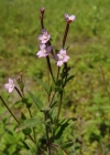 Einzelbild 6 Kleinblütiges Weidenröschen - Epilobium parviflorum