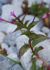 Einzelbild 7 Kleinblütiges Weidenröschen - Epilobium parviflorum