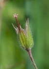 Einzelbild 7 Wald-Storchschnabel - Geranium sylvaticum