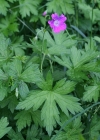 Einzelbild 8 Sumpf-Storchschnabel - Geranium palustre