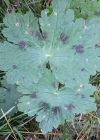 Einzelbild 7 Gewöhnlicher Braun-Storchschnabel - Geranium phaeum subsp. phaeum