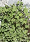 Einzelbild 5 Rundblättriger Storchschnabel - Geranium rotundifolium