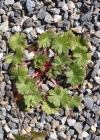 Einzelbild 8 Rundblättriger Storchschnabel - Geranium rotundifolium