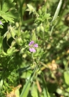 Einzelbild 5 Kleiner Storchschnabel - Geranium pusillum