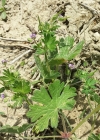 Einzelbild 7 Kleiner Storchschnabel - Geranium pusillum