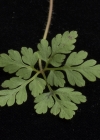 Einzelbild 5 Stinkender Storchschnabel - Geranium robertianum