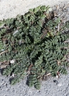 Einzelbild 7 Gemeiner Reiherschnabel - Erodium cicutarium