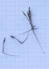 Einzelbild 8 Gemeiner Reiherschnabel - Erodium cicutarium