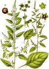 Einzelbild 6 Vielsamiger Gänsefuss - Chenopodium polyspermum